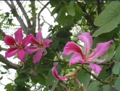 香港的市花是什么花