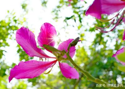 香港的市花是什么花