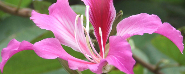 香港的市花是什么花