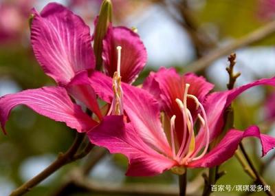 香港的市花是什么花