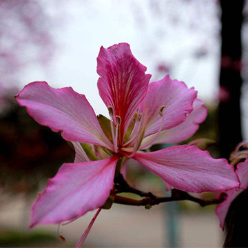 香港的市花是什么花