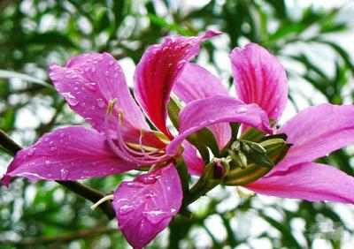 香港的市花是什么花