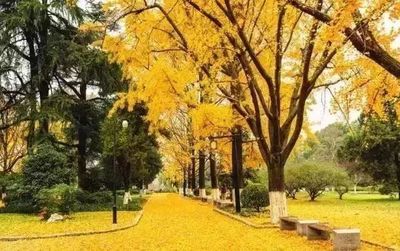 寫(xiě)作文南京雨花臺(tái)秋游 2020年南京秋游團(tuán)建攻略